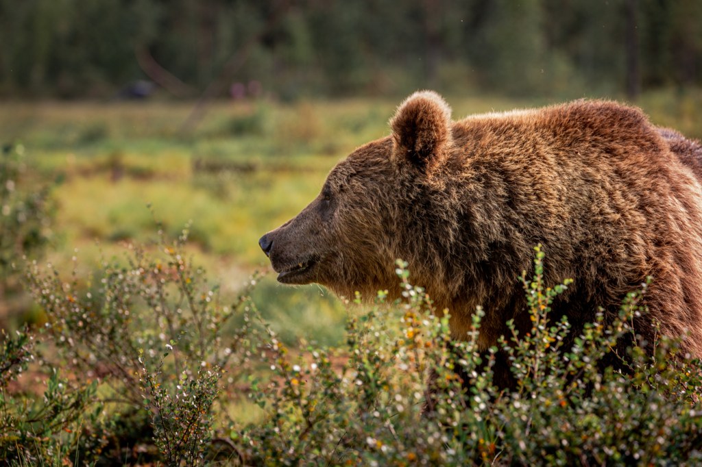 A side profile of a brown bear photographed in northern Finland by Henna Metz