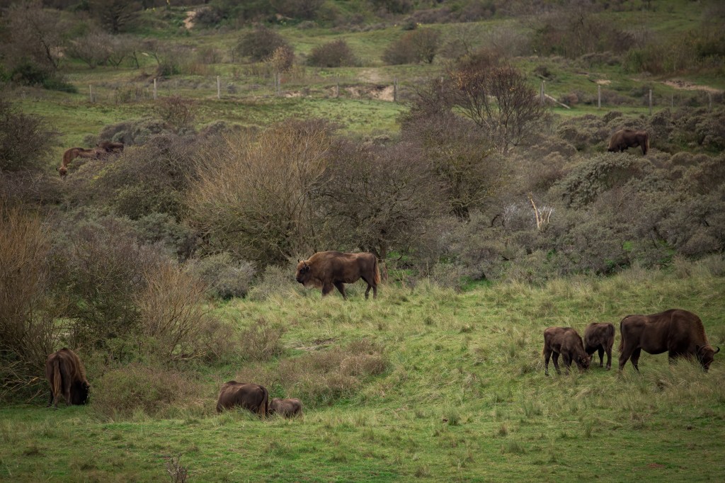 A herd of European bison, or Wisent, grazing at the dunes of Kraansvlak in the Netherlands. Photographed by Henna Metz.