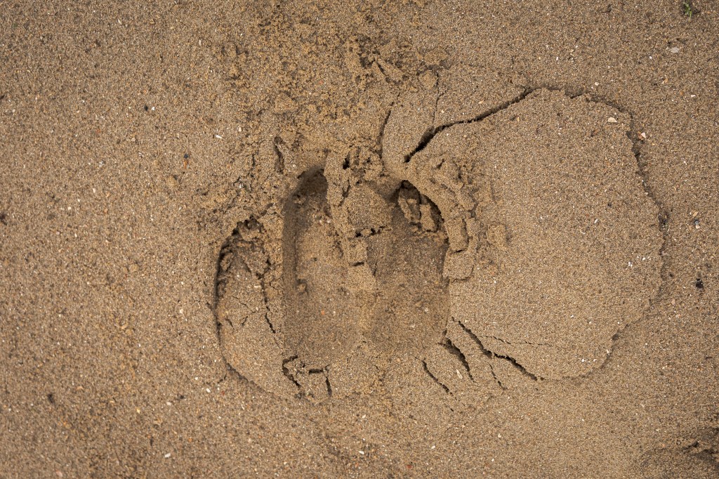 A hoof print of an European bison in sand. Photographed by Henna Metz