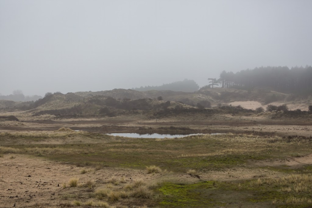 Misty scene of sand dunes in Kraansvlak with some vegetation and a watersource in the middle. In the background there's some forest. Photographed by Henna Metz.