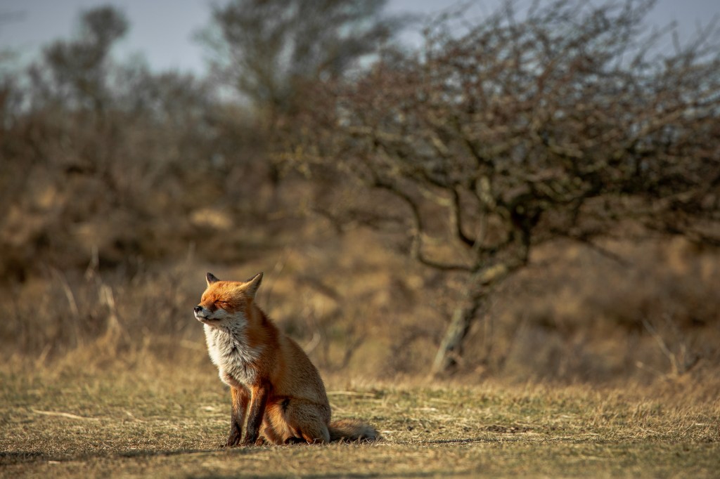 A european red fox sitting in sunshine with it's eyes closed. Photographed by Henna Metz