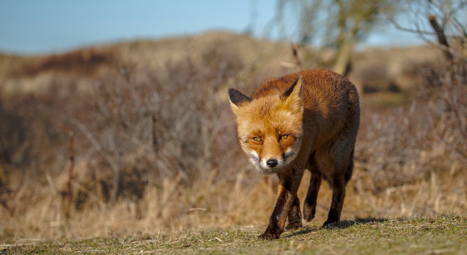 A european red fox on a sunny day walking towards the camera. Photographed by Henna Metz