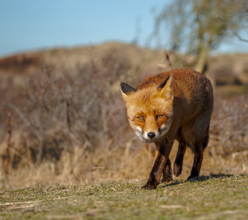 A european red fox on a sunny day walking towards the camera. Photographed by Henna Metz