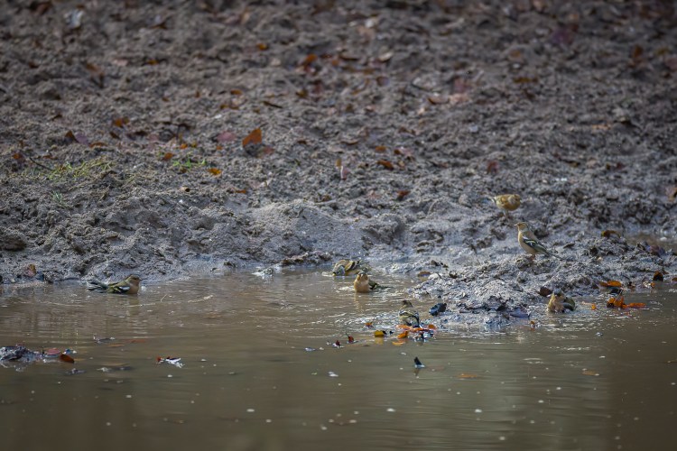 A flock of Common Chaffinx bathing and frolicking at a small pond. Photographed by Henna Metz.