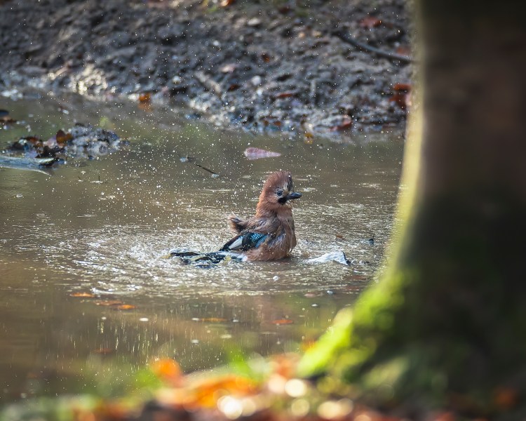 Eurasian Jay bathing in a pond in a forest. Photographed by Henna Metz