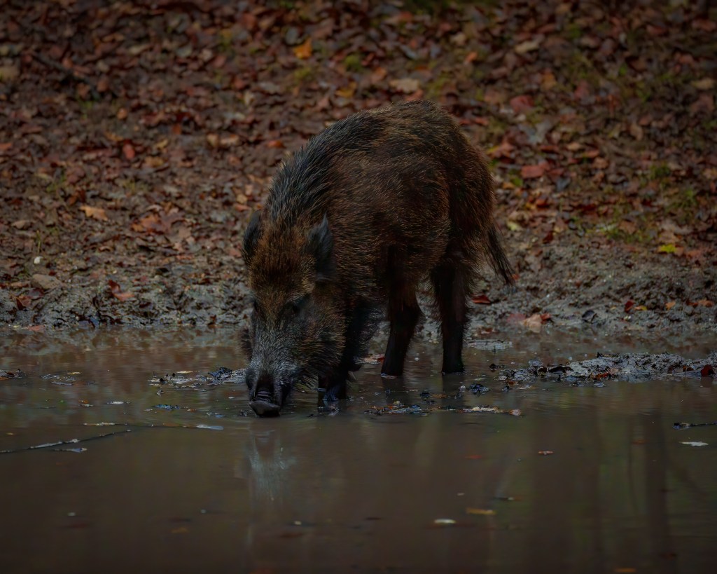 A close shot of a wild swine drinking from a bond in the autumn. Photographed by Henna Metz