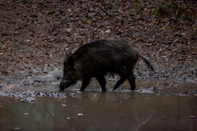 Wild Swine walking through shallow water at a watering hole. Photographed by Henna Metz