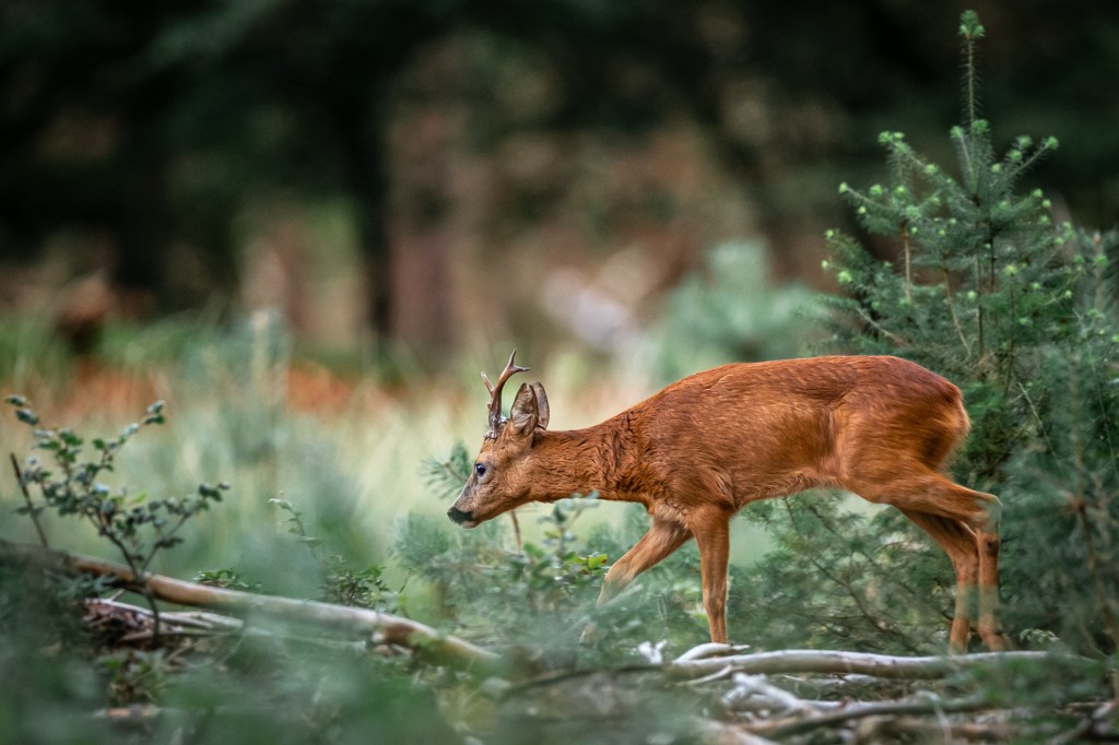 A Side profile of a roe deer buck walking in the woods. Photographed by Henna Metz
