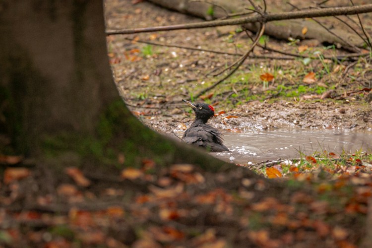 A black woodpecker bathing in a pond in a forest. Photographed by Henna Metz