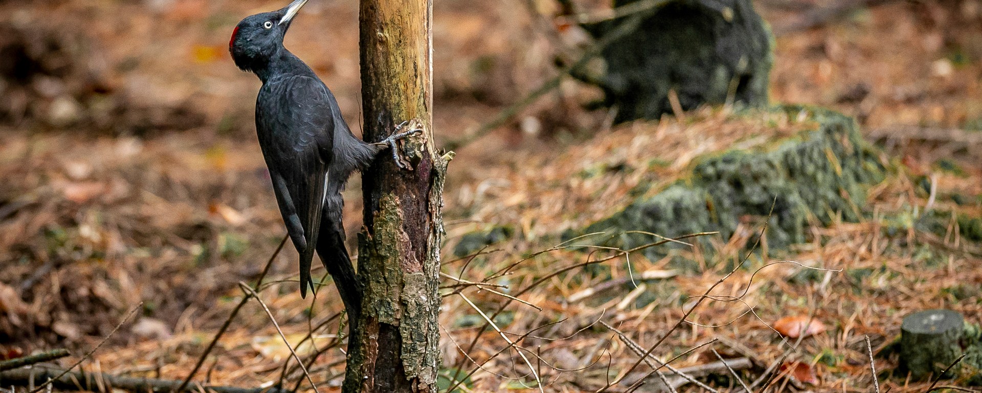A female black woodpecker perched low on a tree close to ground level. Photographed by Henna Metz