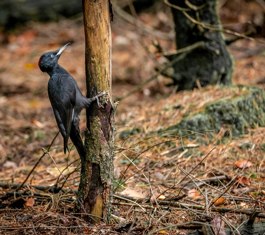 A female black woodpecker perched low on a tree close to ground level. Photographed by Henna Metz